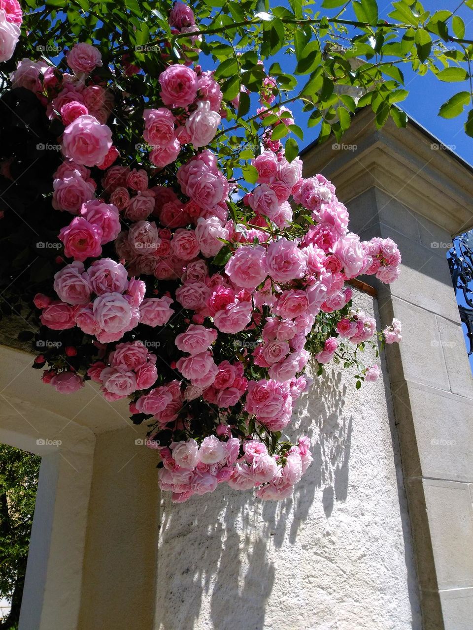 Pink roses blooming over at the entry of a park. Beautiful flowers on a sunny day