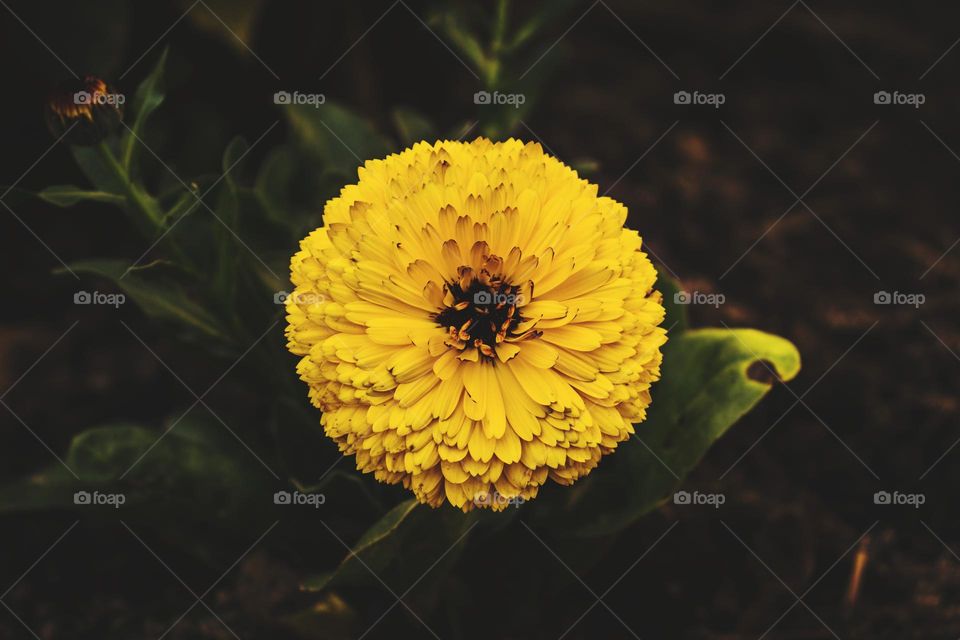marigold yellow flower