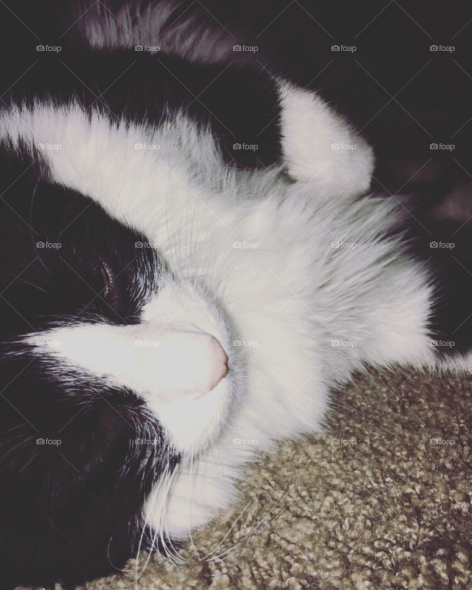 Sleepy kitty named Lili 😸