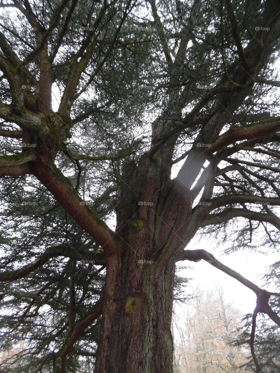 Parc de Mariemont , la Louvière