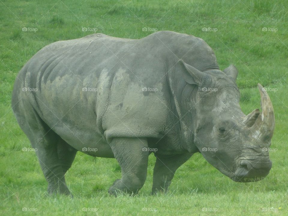 Rhino . At safari in Canada 
