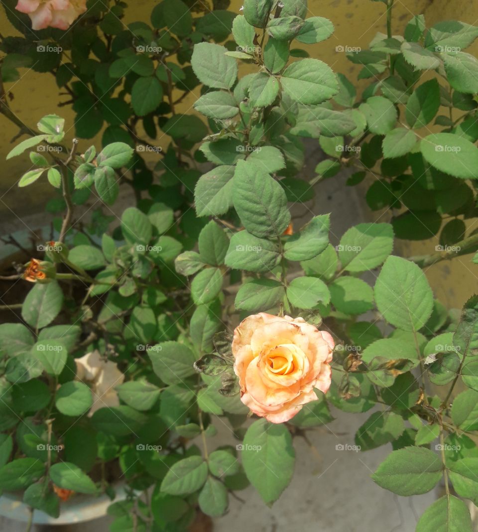 beautiful light pink rose growing in our garden