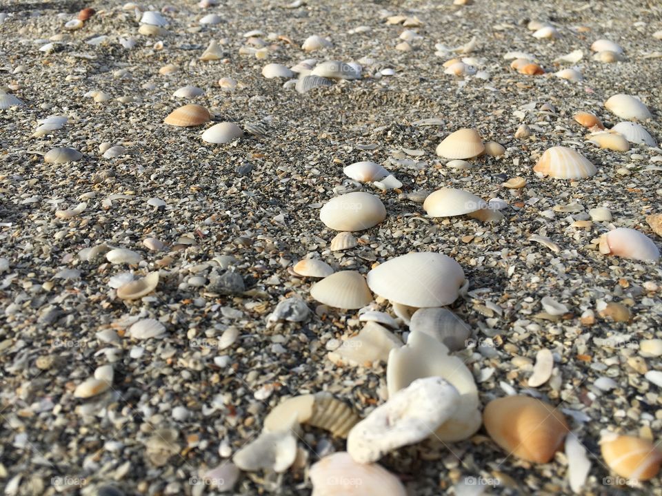 Shells on sand on Blowing Rocks Preserve Beach 