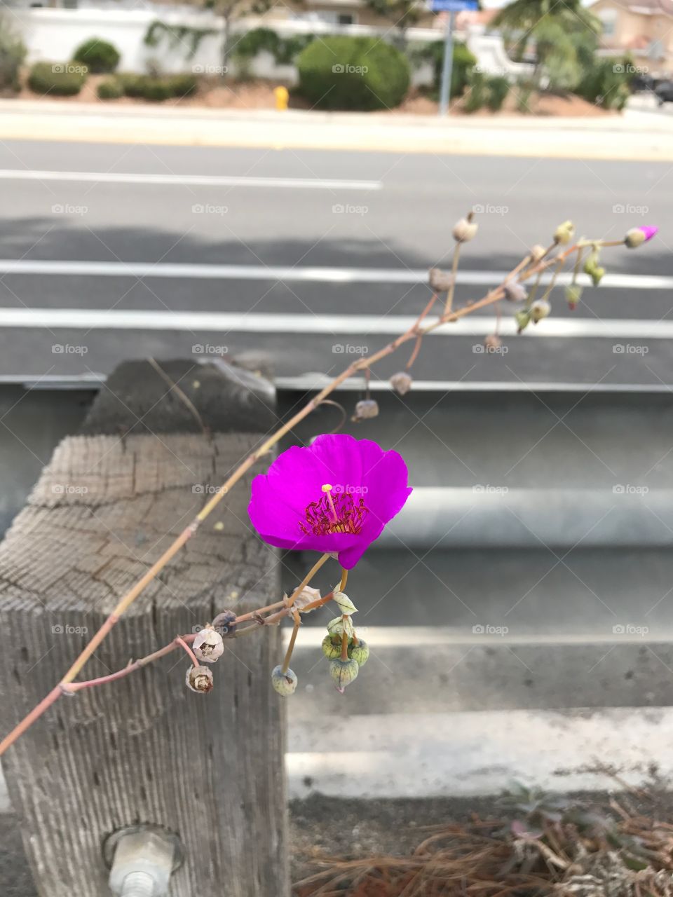 Beautiful, next to a road.  It was dancing in the wind. 