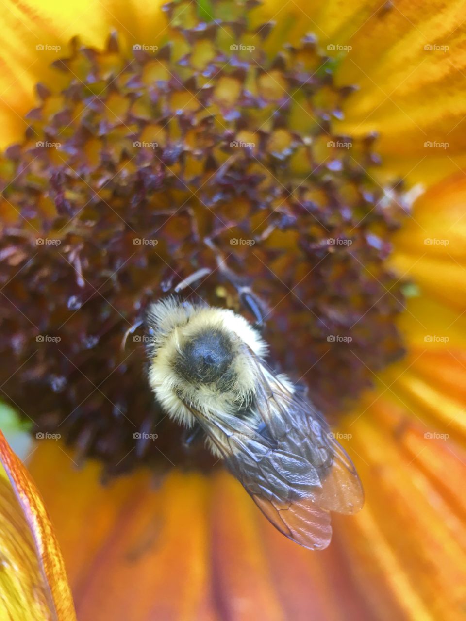 Bee in search of pollen