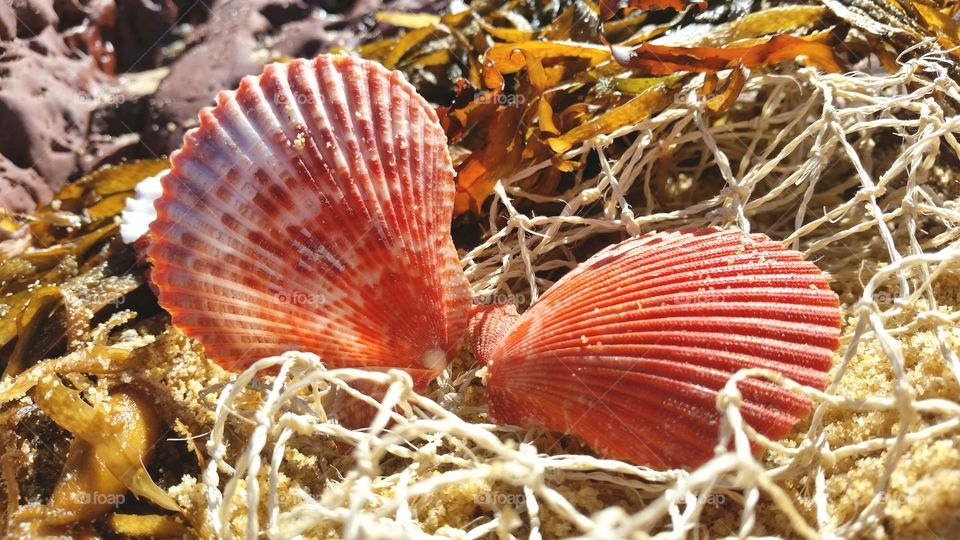 Orange striped scallop in fishing net