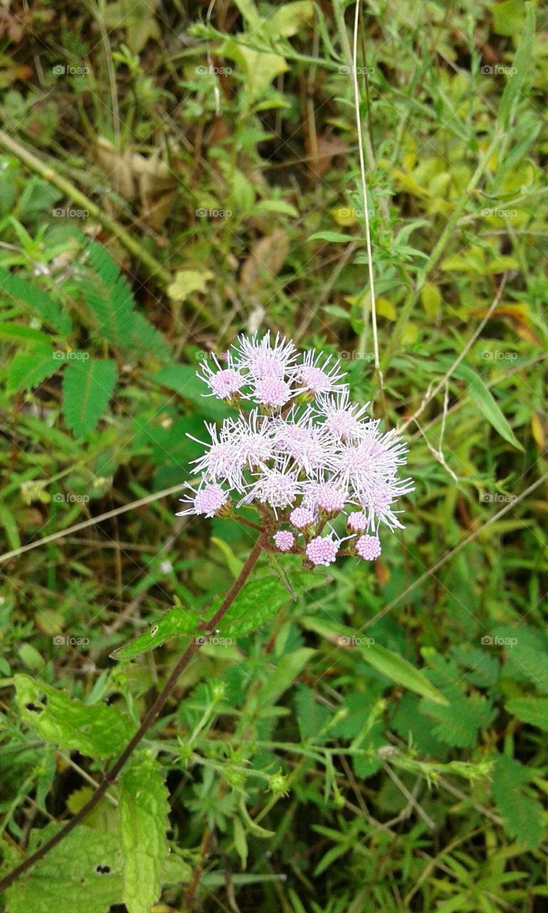 Wildflowers