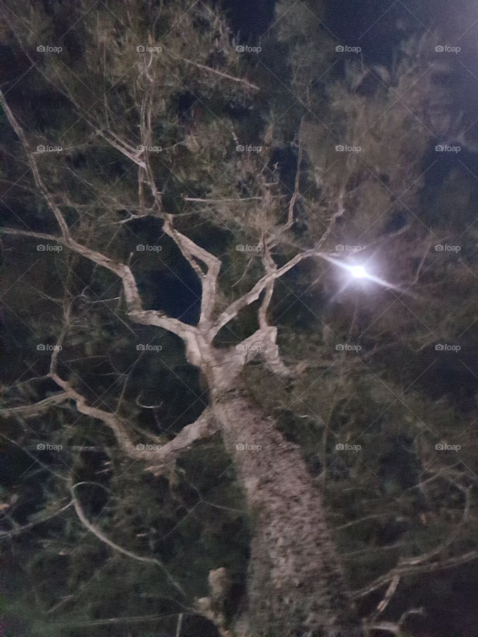 tree moon