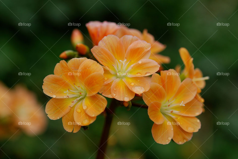 Dew drops on orange flowers