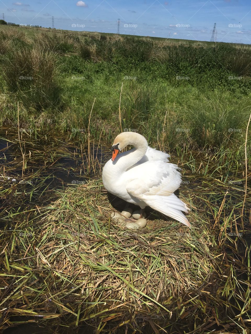 Swan tending her eggs, which are in fully view. The nest is spectacular. The background is on a sunny blue skied day, behind her are reeds.