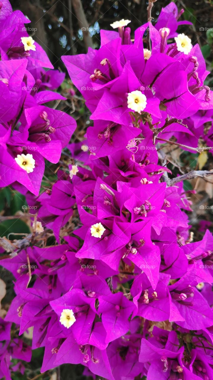 Bougainvillea glabra.