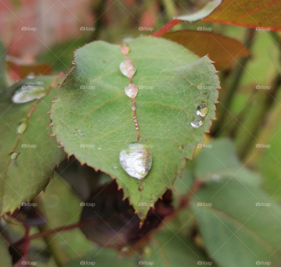 Wet leaf