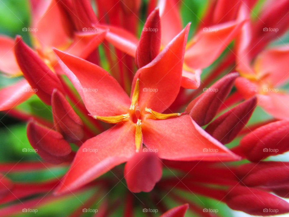 ixora flower. pollen if red ixora flower