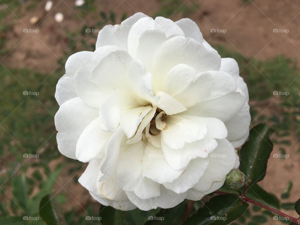 🌼#Flores do nosso #jardim, para alegrar e embelezar nosso dia!
#Jardinagem é nosso #hobby.
🌹
#flor
#flowers
#garden
#natureza
#nature