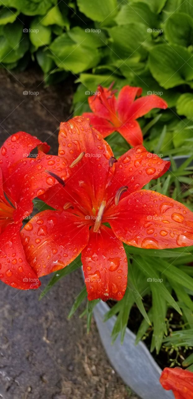 Beautiful orange day lily