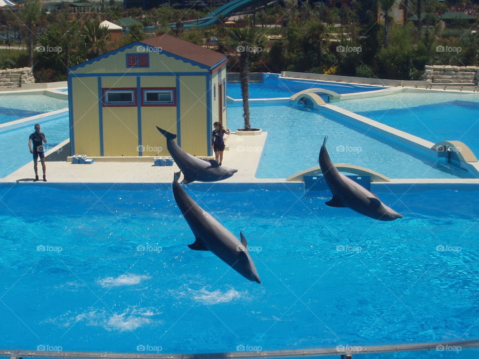 delfini dolphins