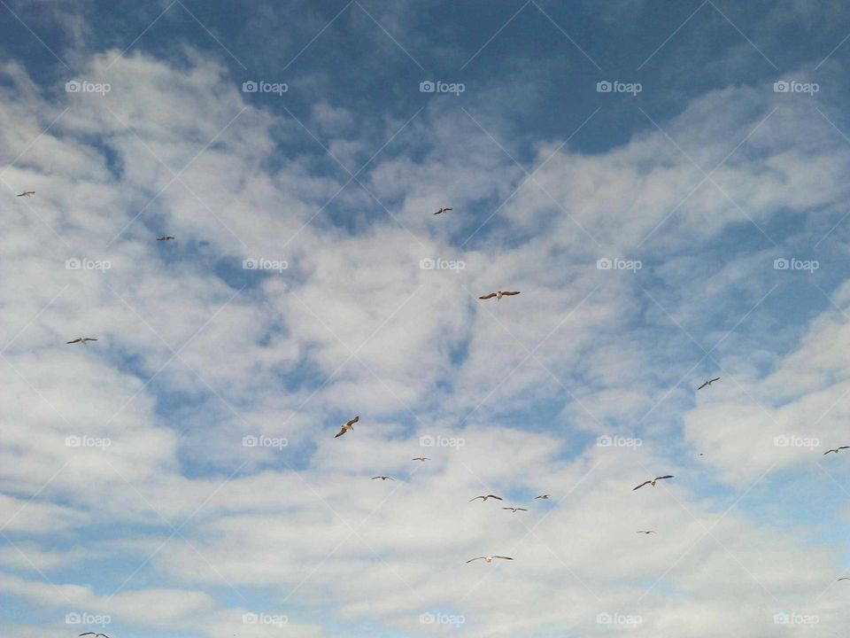 Beautiful flying seagulls cross the sky.