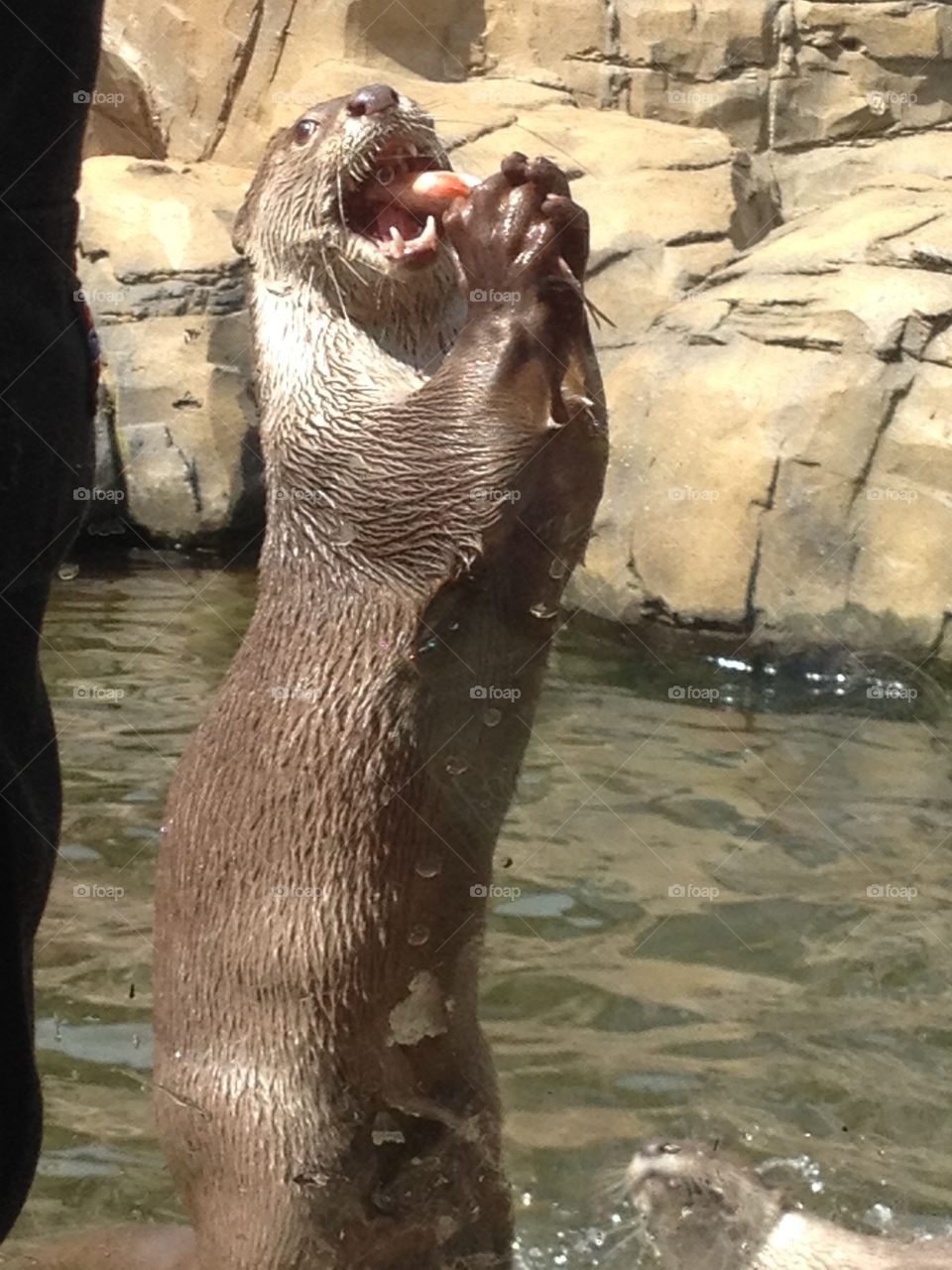 An otter enjoying its lunch at the zoo
