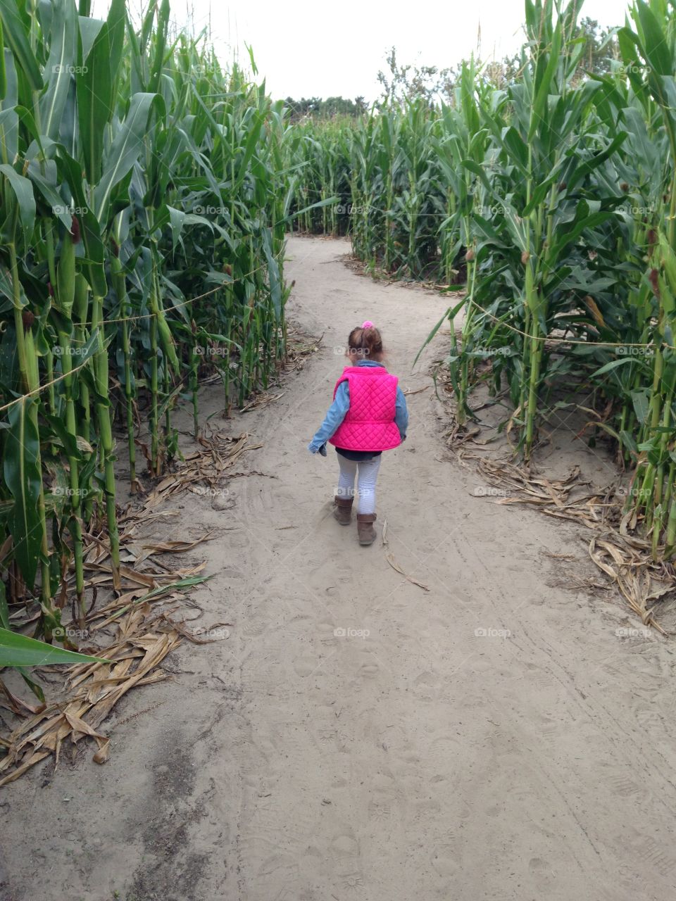 Little girl in corn maze 