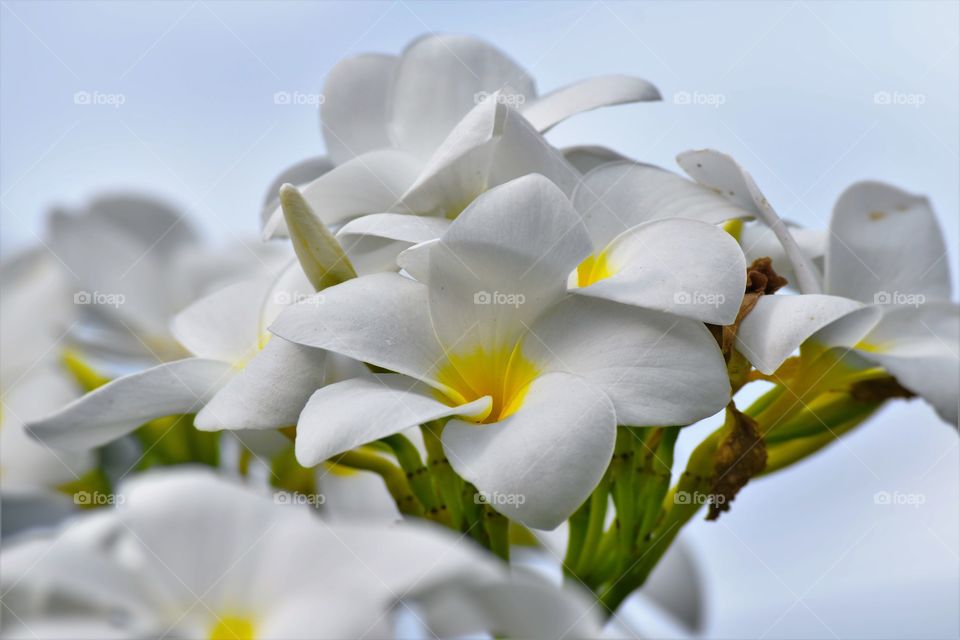 White flower/Flor branca