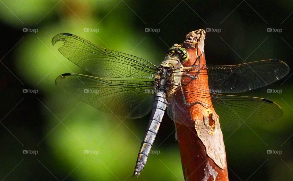 Libélula
 Dragon-fly