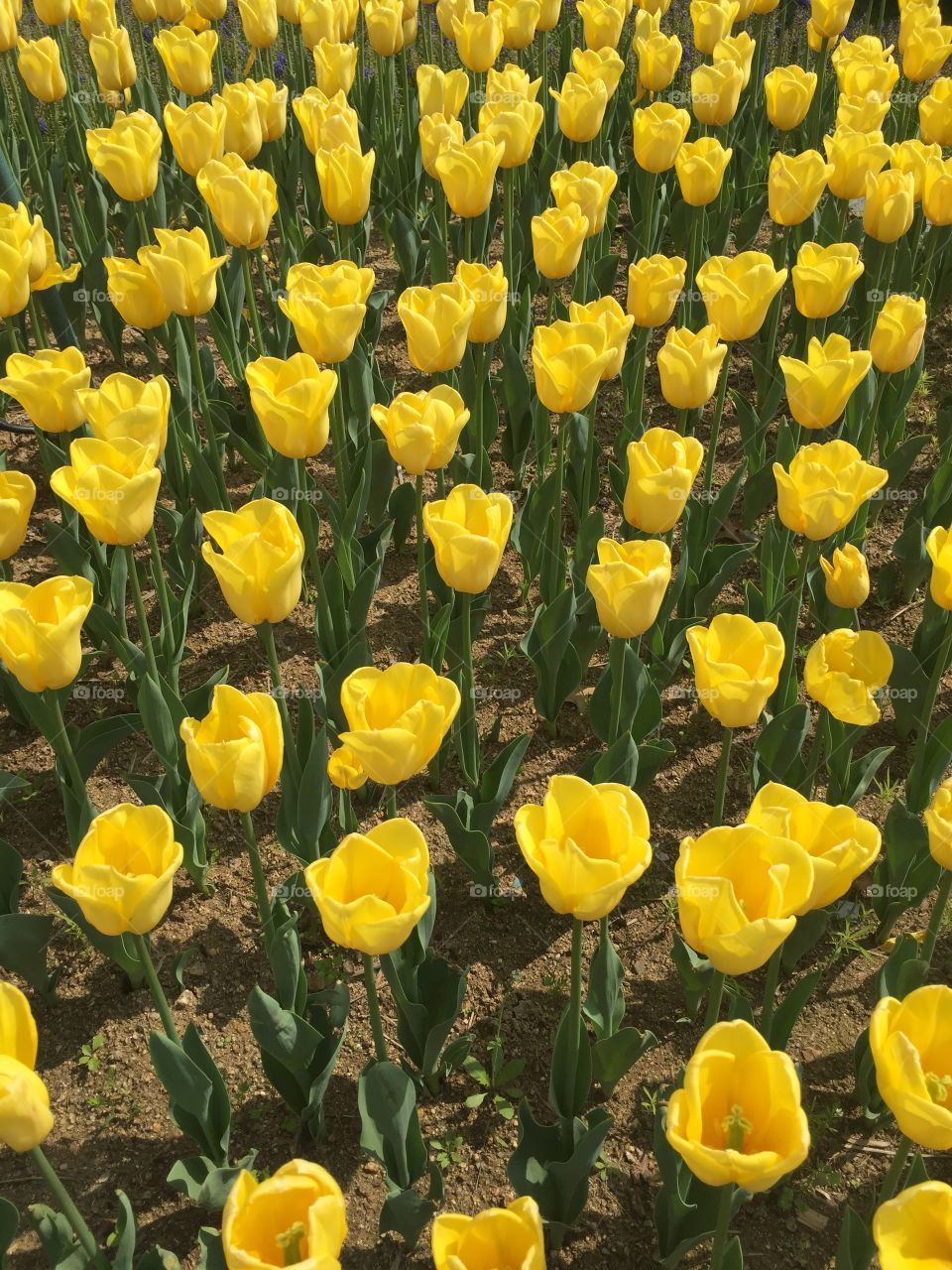 Field of Yellow