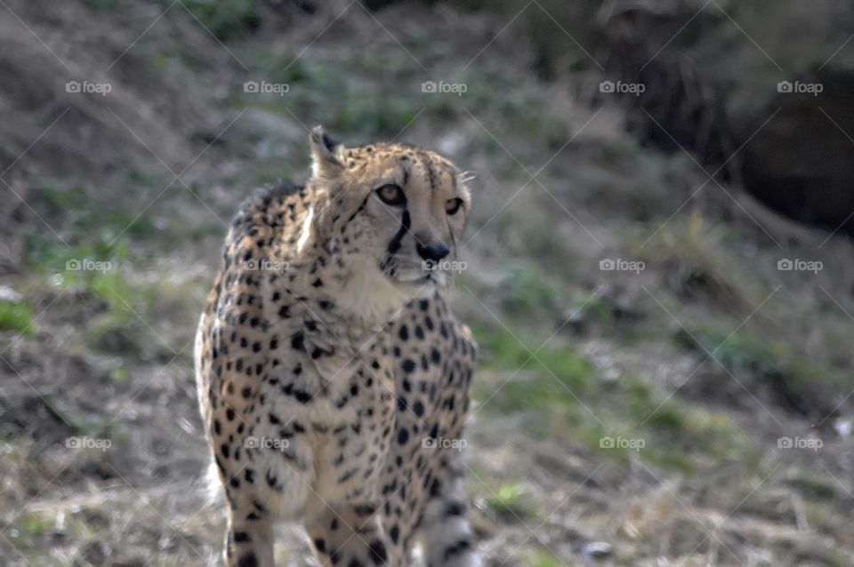 Cheetah in Captivity 