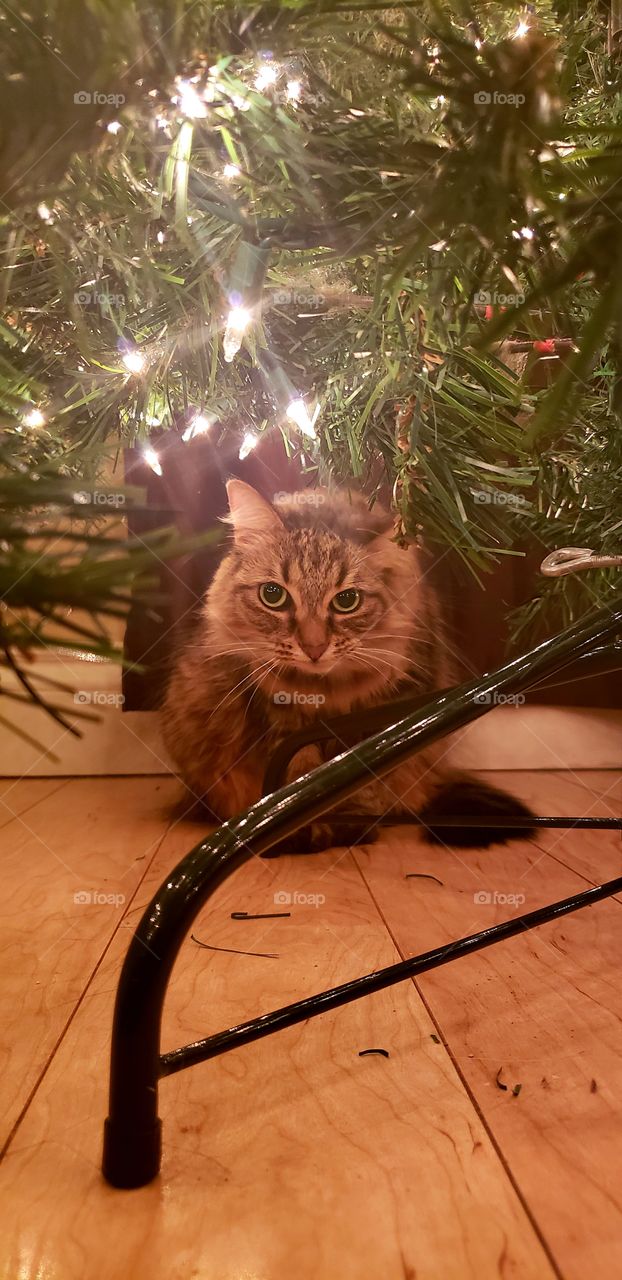 donna and Christmas antics