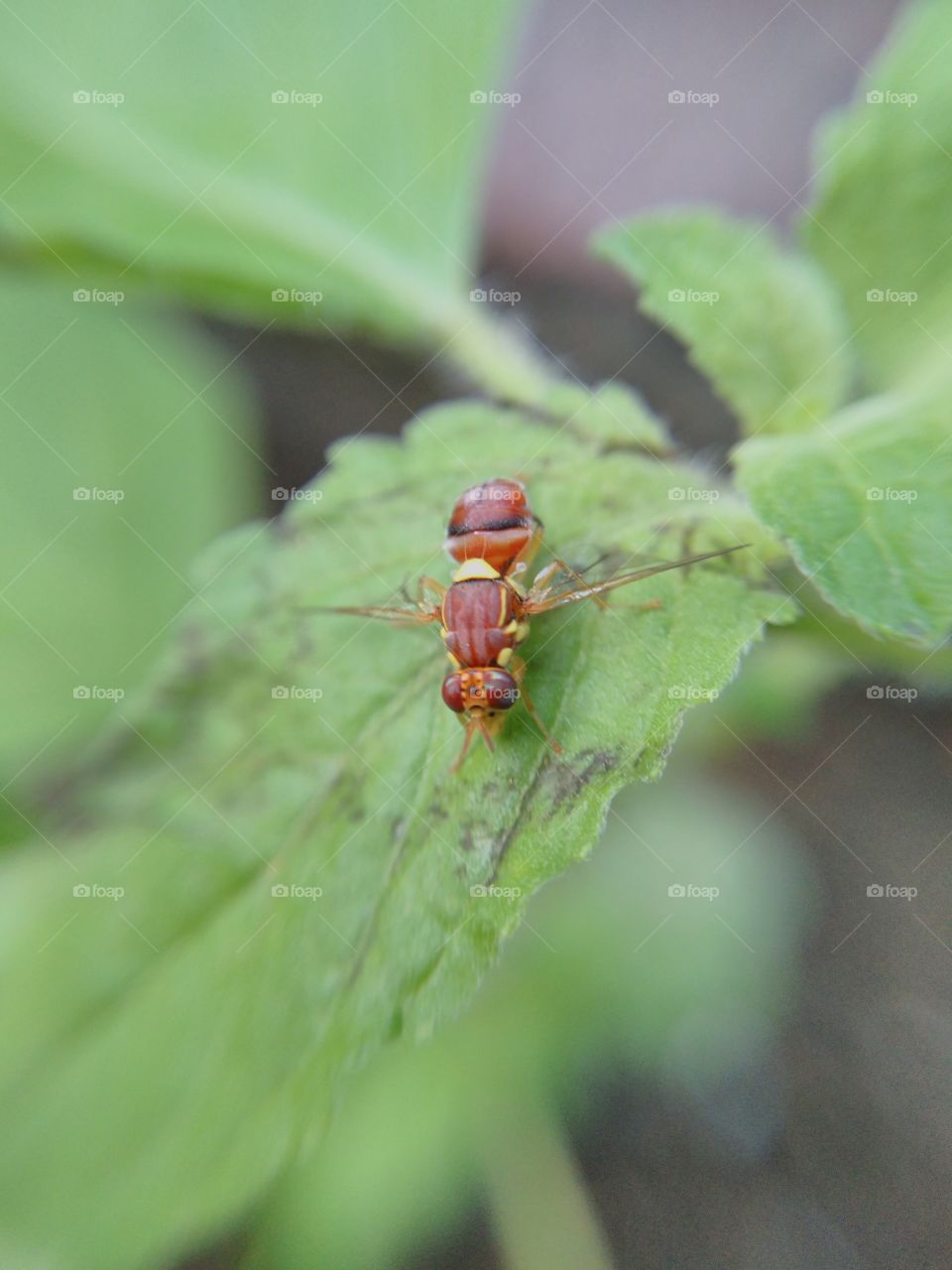 Close-up of insect on leaf