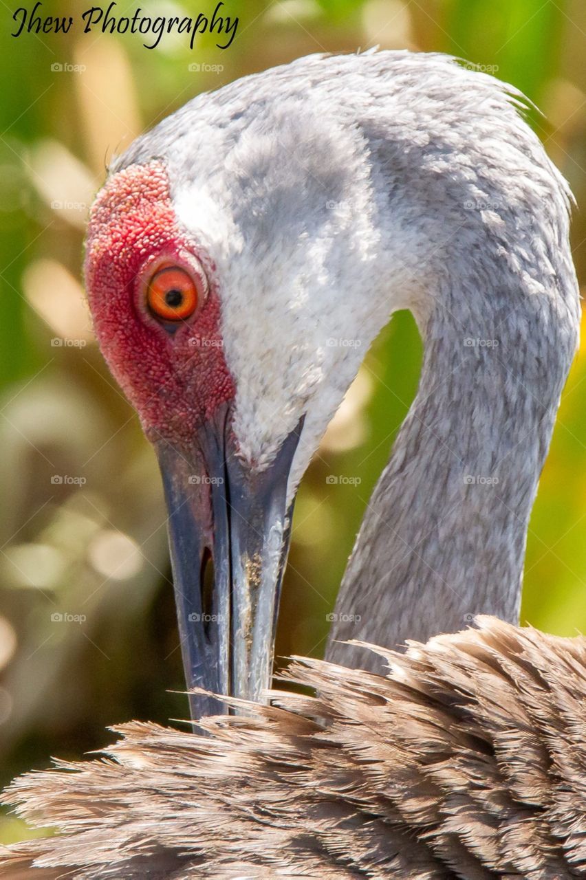 Sandhill Crane