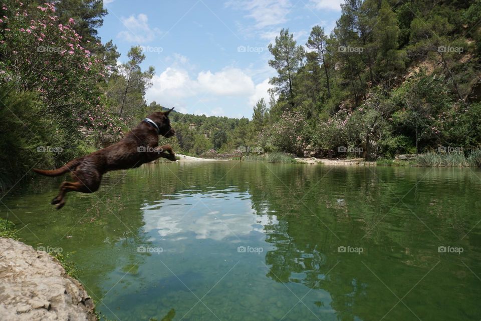 Lake#nature#jump#dog