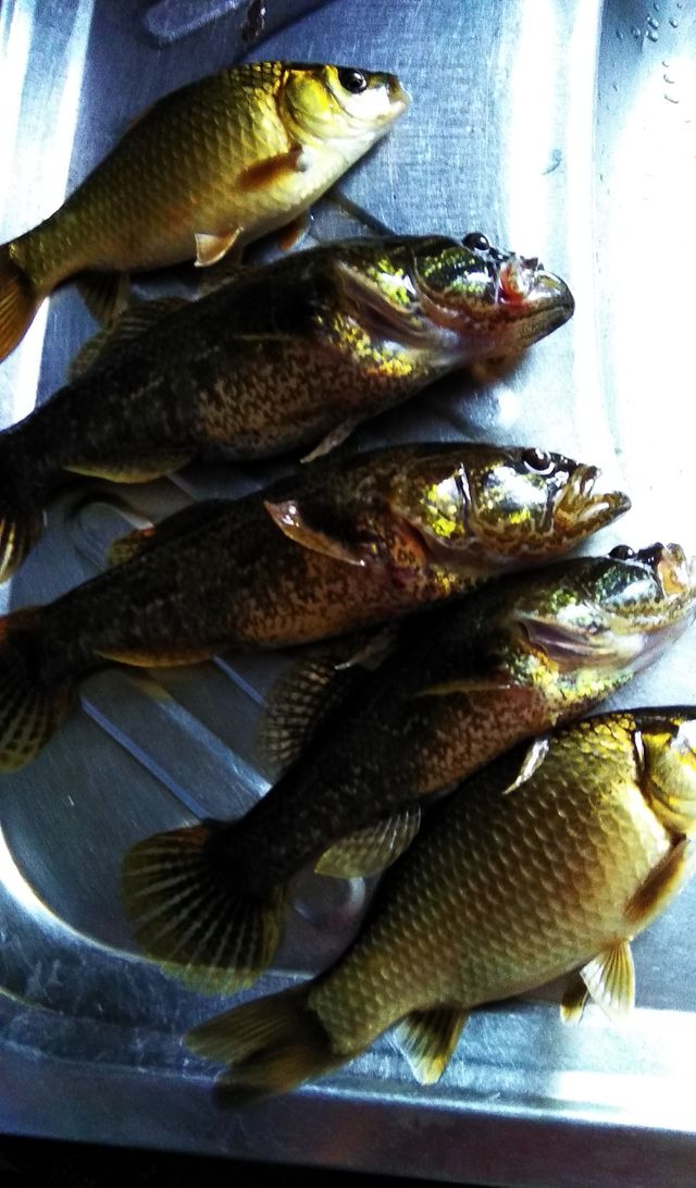 fish