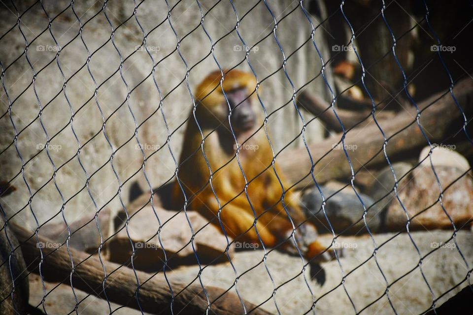 Cage, Wildlife, No Person, Zoo, Animal