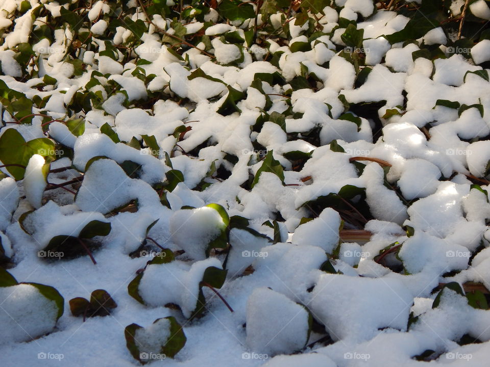 Snow-covered vines