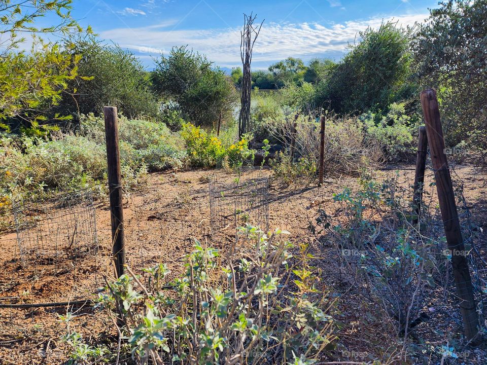 The Sonoran desert in Arizona has a very diverse flora and fauna such as the plant life represented here