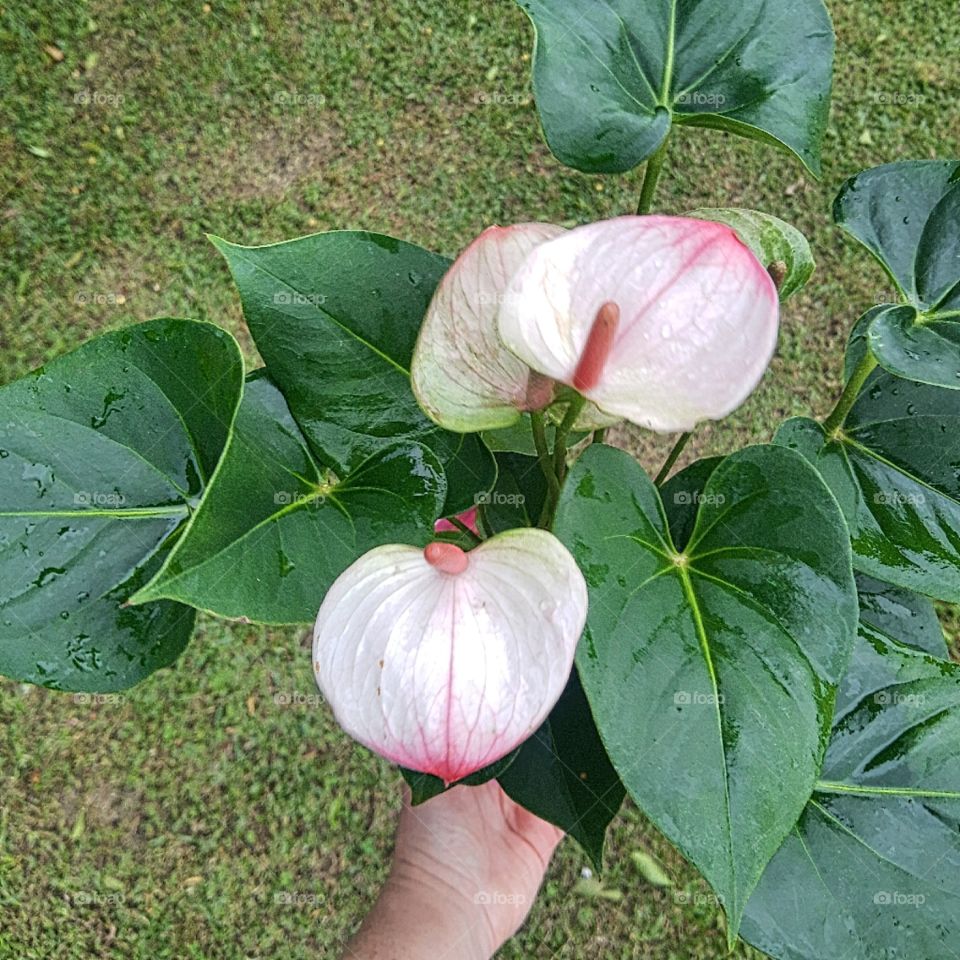 two-colored anthurium