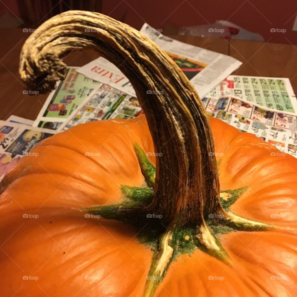 Pumpkin Stalk 