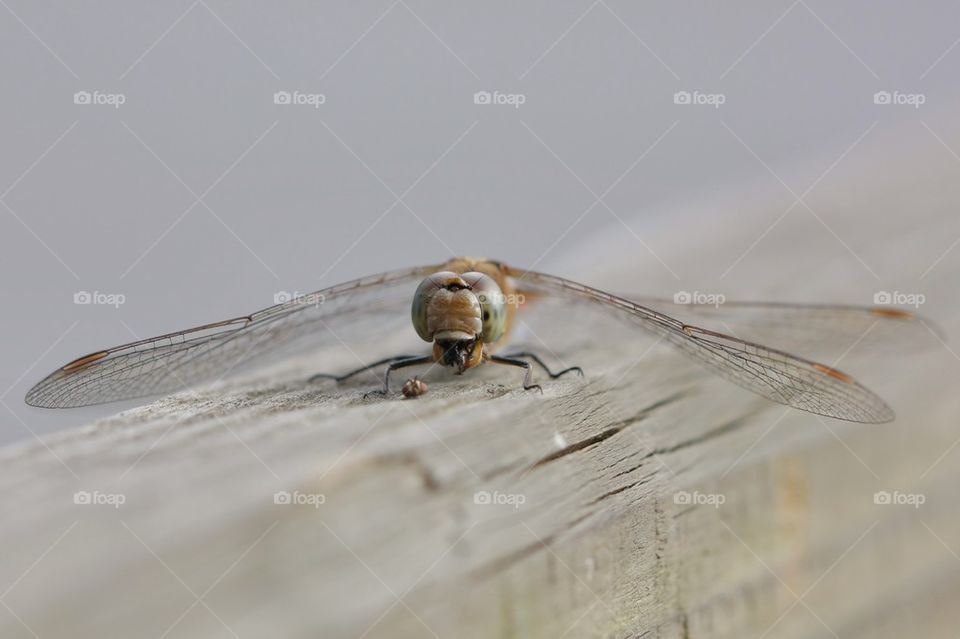 Dragonfly Eats A Fly