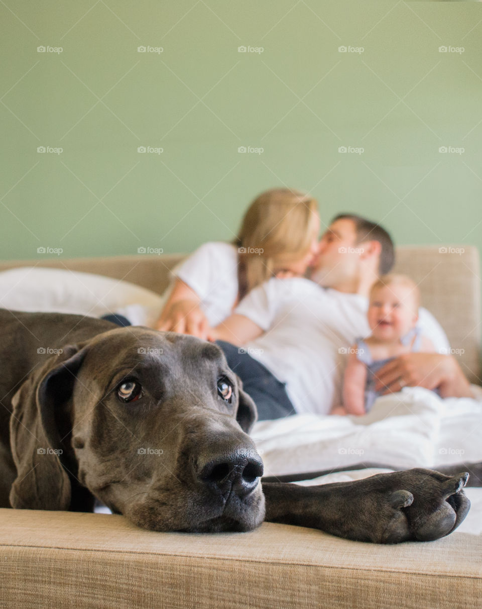 Great Dane exhausted from playing 