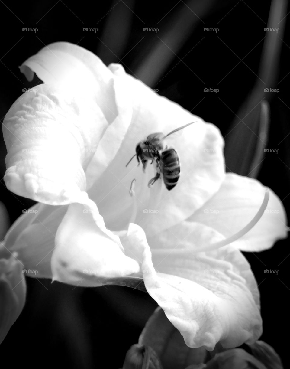 Lilly and bee BW