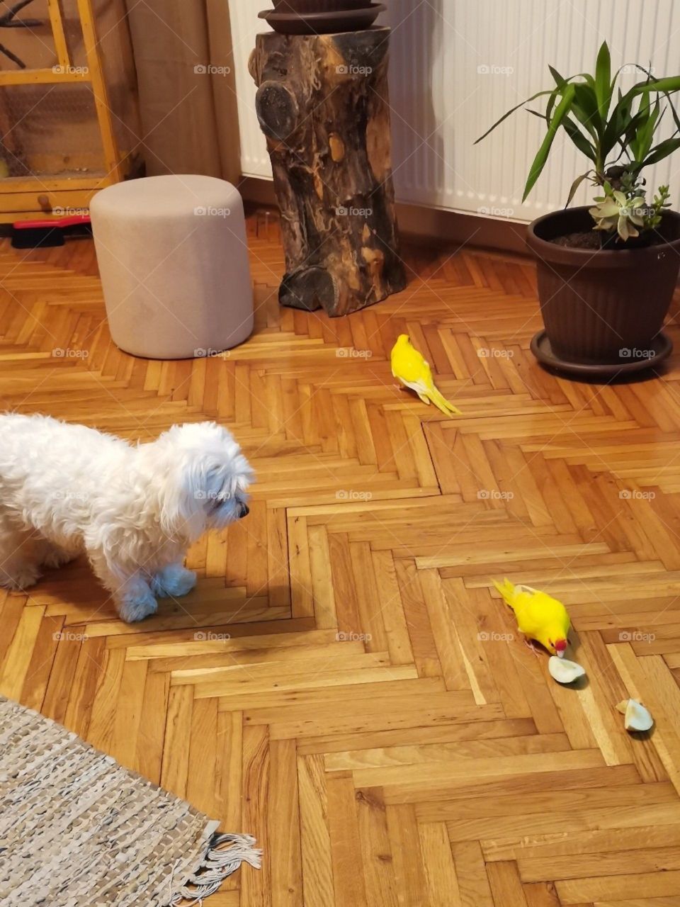 Playing with parrots