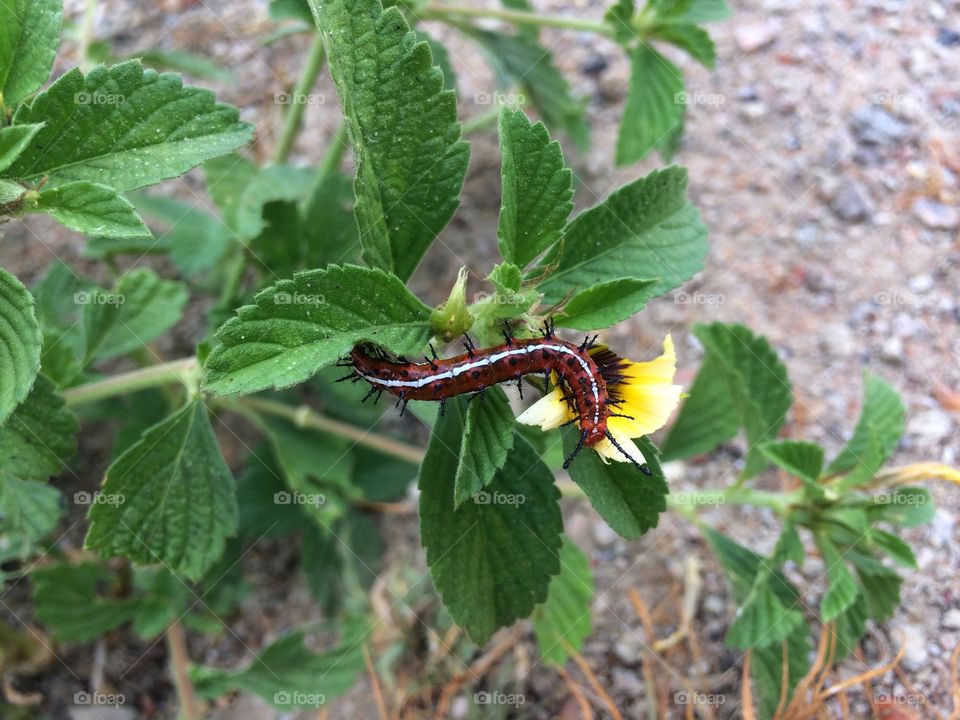 Caterpillar on plant
