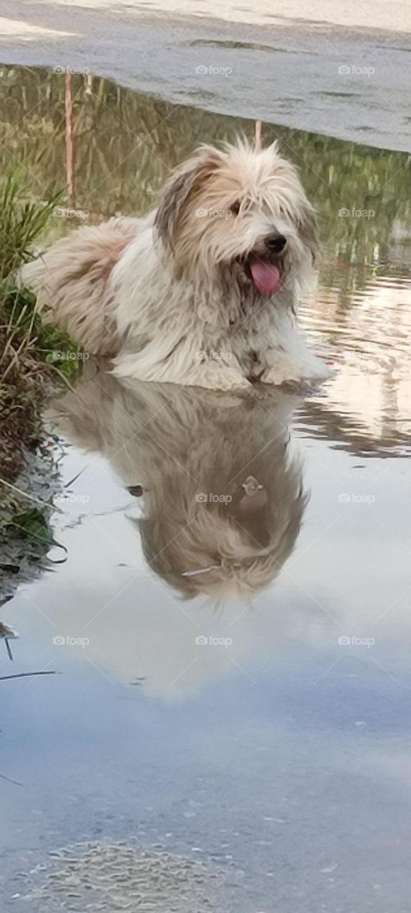 A wet dog