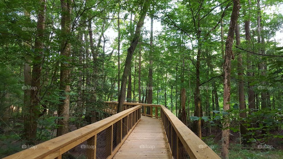 Congaree National Forest Boardwalk- A raised Boardwalk through the mucky swamp of Congaree almost a year after the historic flooding in South Carolina.