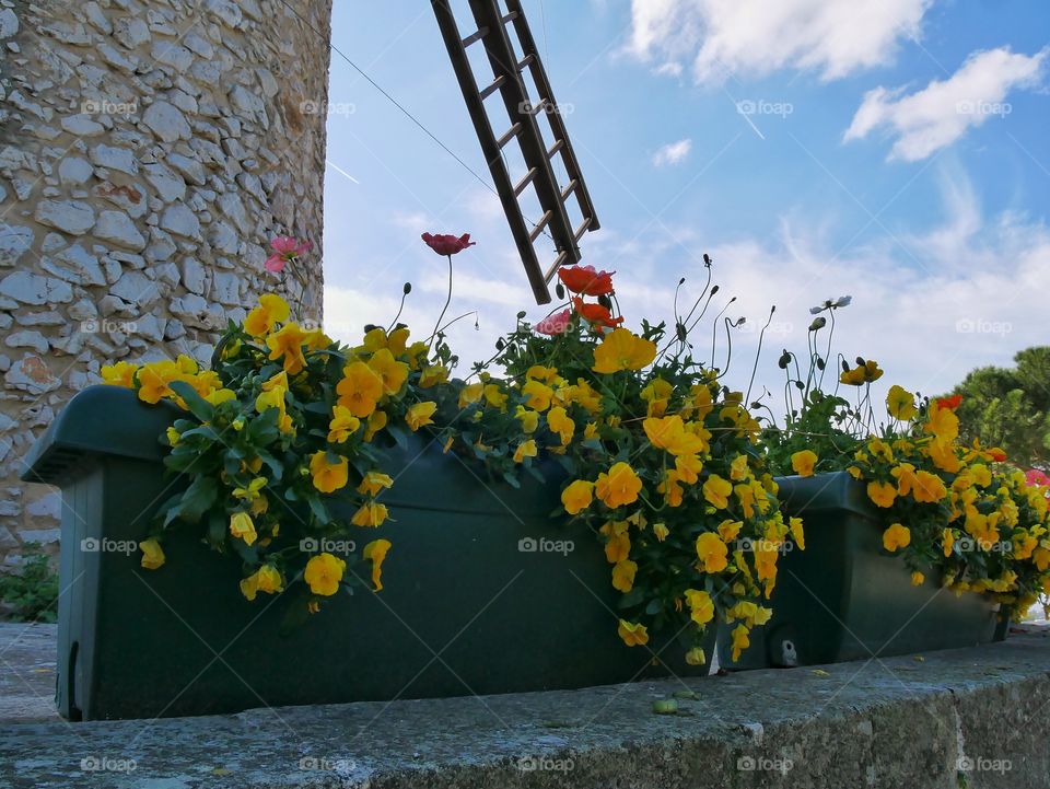 Flowers in Provence 