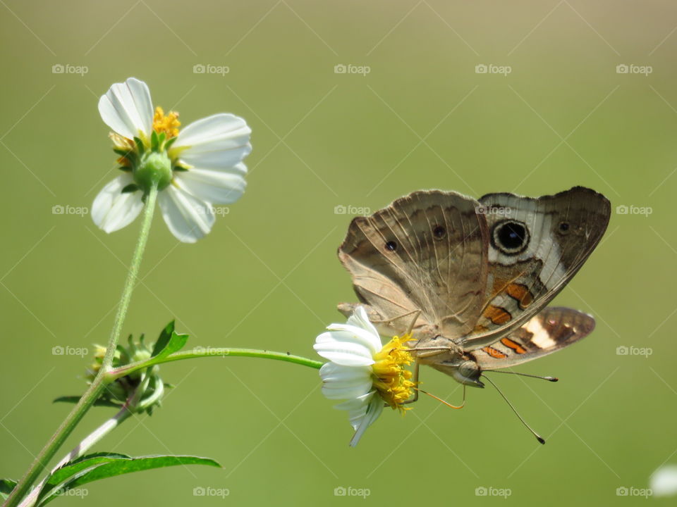Wildflowers and butterfly