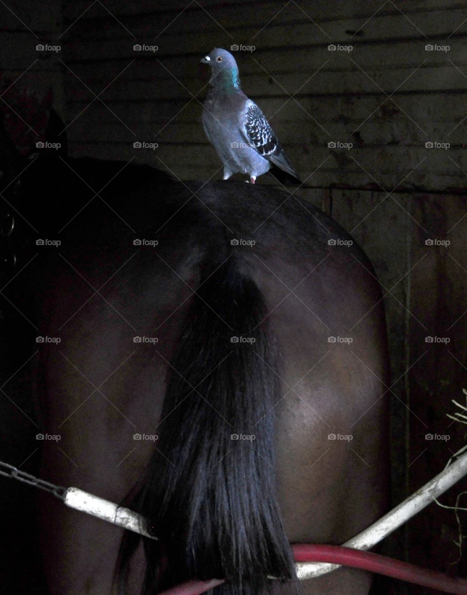 Should I fly or take a Horse?. Relaxing in the stall on the backside of Belmont Park, this pigeon makes a friend with this thoroughbred. 
Fleetphoto