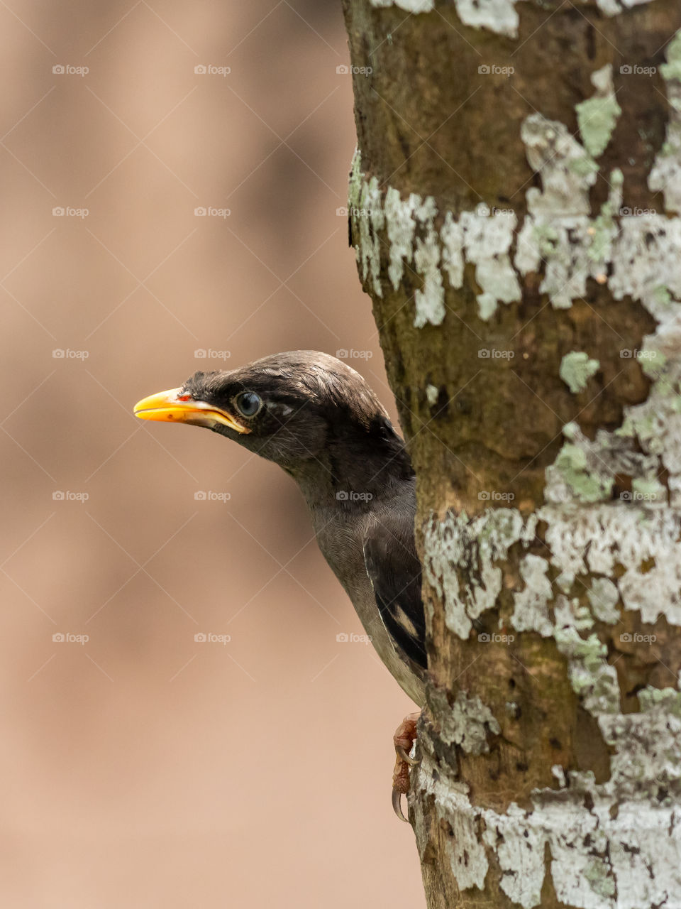 Jungle Myna