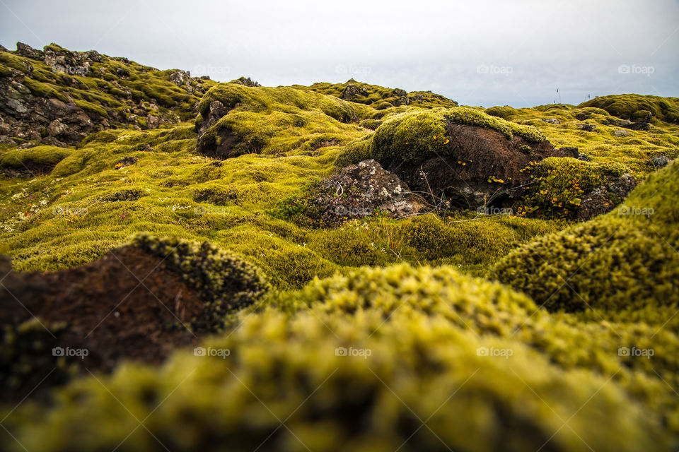 Field in Iceland