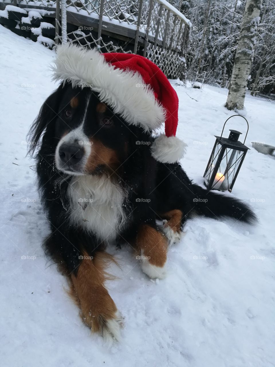 christmas dog in the snow
